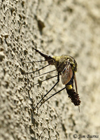 Scaly Bee Fly (Lepidophora lepidocera), Mountain Fork River, Oklahoma--5892