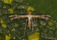 Sheppard's Plume Moth