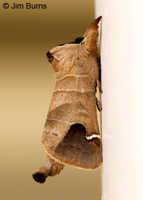 Sigmoid Prominent Moth