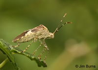 Spot-sided Coreid (a Leaf-footed Bug, Hypselonotus punctiventris), Bentsen State Park, Texas