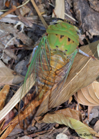 Superb Dog Day Cicada (Tibicen superba)