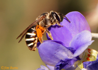 Sweat Bee (Nomia sp.), on Smoketree blossoms, Maricopa Co., Arizona--4461--2