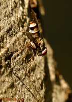 Tachinid Fly (Zelia vertebrata)