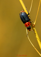Two-spotted Melyrid Beetle (Collops bipunctatus), Becker Lake, Arizona--5006