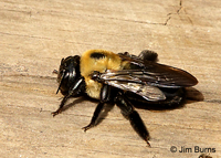 Two-spotted Bumble Bee