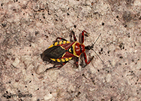 Yellow-bellied Bee Assassin (Apiomerus flavivex), Pena Blanca Lake, Arizona