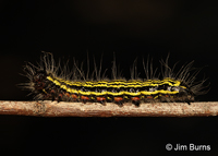 Yellow-necked Caterpillar Moth