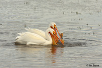 American White Pelicans herding fish
