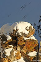 Common Raven tracks in snow on old Osprey nest