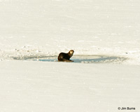 Northern River Otter on ice